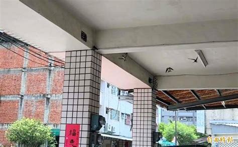 燕子在店門口築巢|「鳥界風水大師」燕築巢報喜訊 民俗專家：4生肖準備。